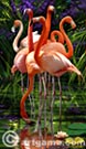 Flamingos